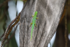 Phelsuma astriata
