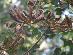 Cameraria ohridella