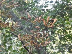 Cameraria ohridella