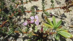Frankenia repens