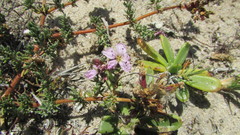 Frankenia repens