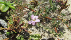 Frankenia repens