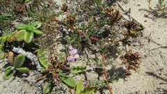 Frankenia repens