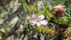 Frankenia repens