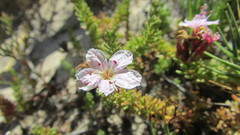 Frankenia repens
