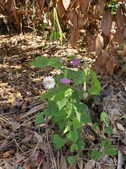 Emilia sonchifolia image