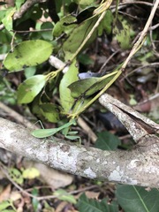 Stagmomantis fraterna