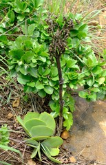 Kalanchoe luciae