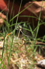 Platycnemis subdilatata