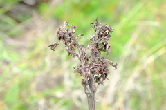 Kalanchoe luciae