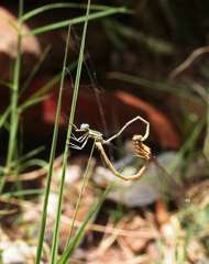 Platycnemis subdilatata