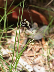 Platycnemis subdilatata