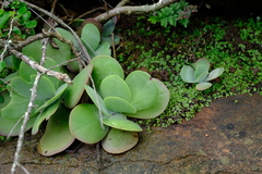 Kalanchoe luciae