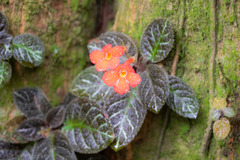 Episcia cupreata