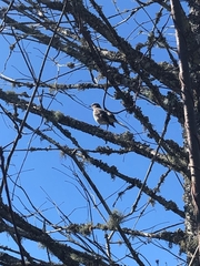 Mimus polyglottos image