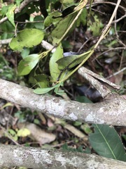 Stagmomantis fraterna