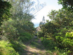 Juniperus bermudiana