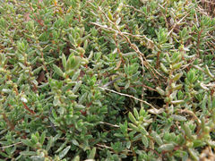 Suaeda novae-zelandiae