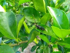 Stenaspis verticalis verticalis