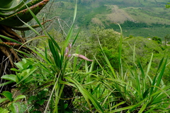 Xerophyta retinervis