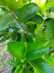 Stenaspis verticalis verticalis
