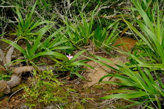 Xerophyta retinervis