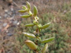 Suaeda novae-zelandiae