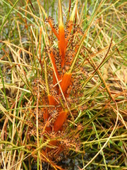 Aciphylla pinnatifida