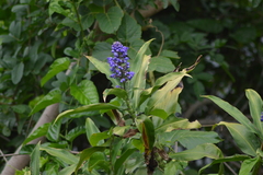 Dichorisandra thyrsiflora