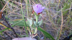 Lampranthus glomeratus