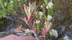 Lampranthus glomeratus