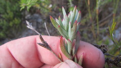 Lampranthus glomeratus
