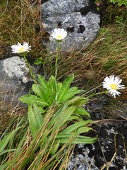 Celmisia holosericea
