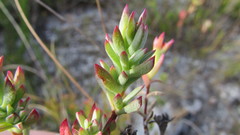 Lampranthus glomeratus