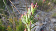 Lampranthus glomeratus
