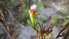 Lampranthus glomeratus