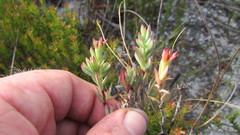 Lampranthus glomeratus