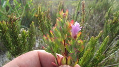 Lampranthus glomeratus