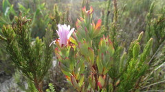 Lampranthus glomeratus