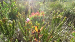 Lampranthus glomeratus