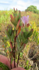 Lampranthus glomeratus