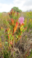 Lampranthus glomeratus