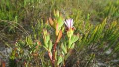 Lampranthus glomeratus