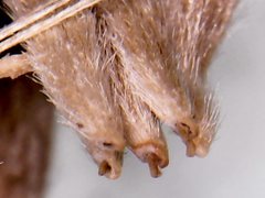 Noticastrum sericeum