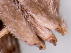 Noticastrum sericeum