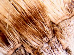 Noticastrum sericeum