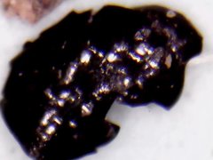 Noticastrum sericeum