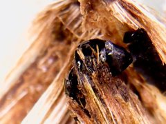 Noticastrum sericeum