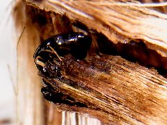 Noticastrum sericeum