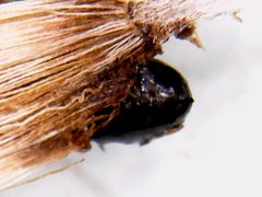 Noticastrum sericeum